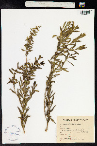 Heimia salicifolia image