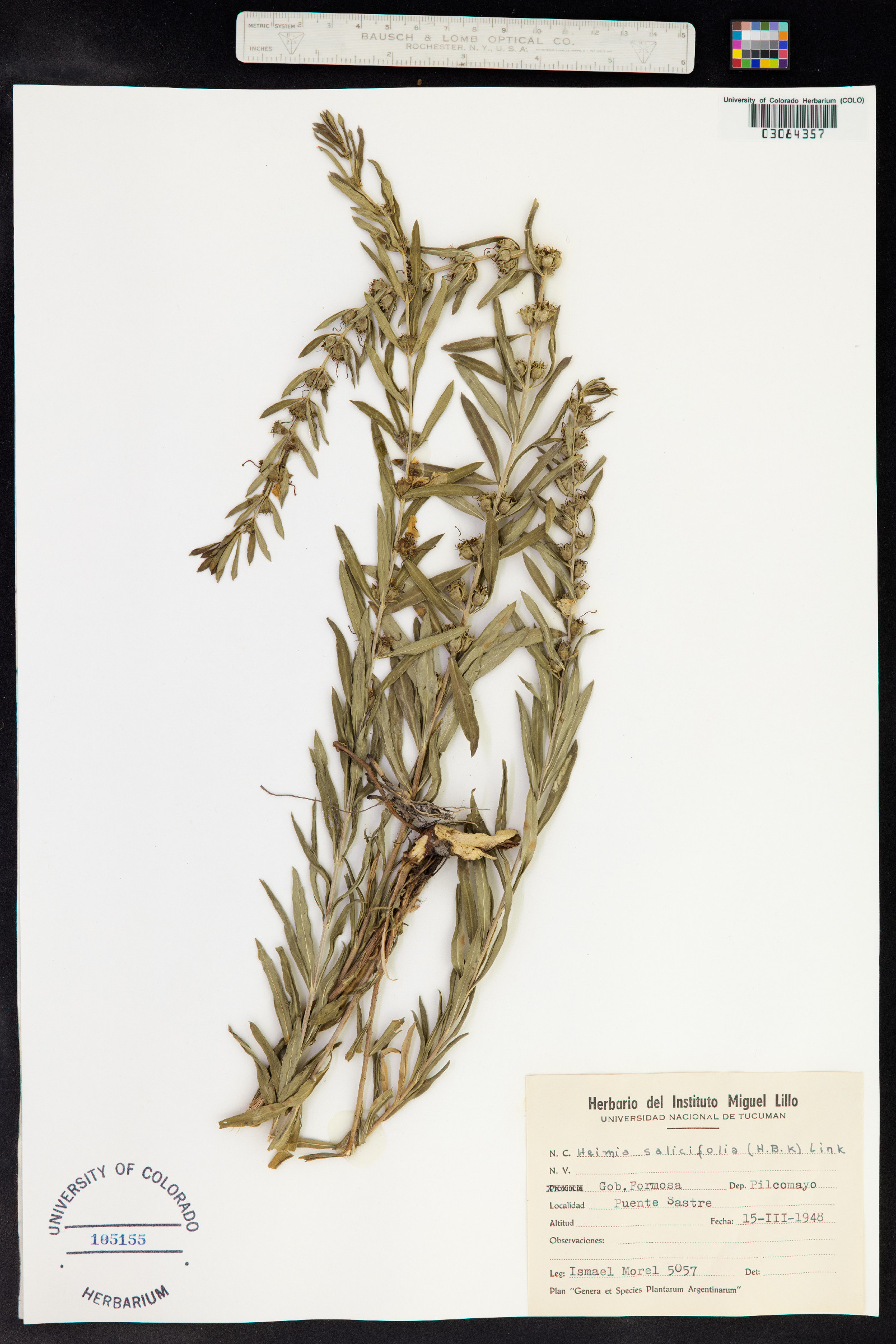 Heimia salicifolia image