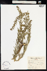 Heimia salicifolia image