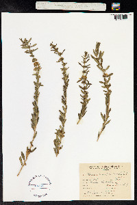 Heimia salicifolia image