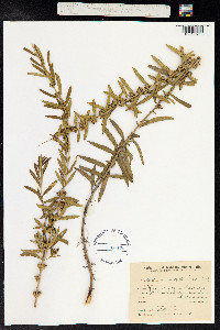Heimia salicifolia image