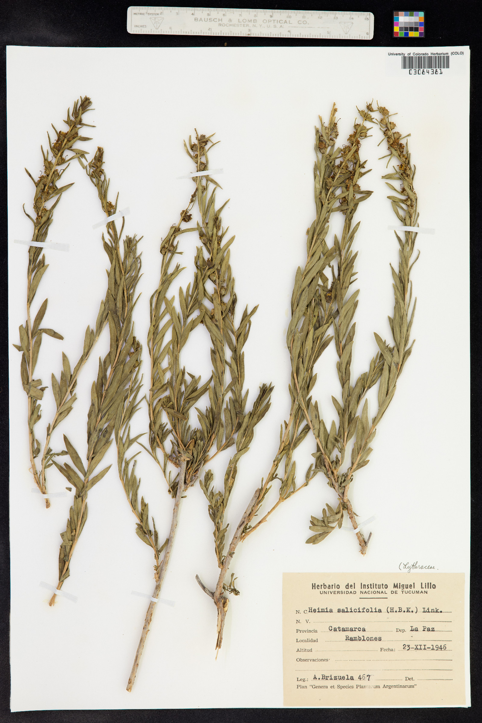 Heimia salicifolia image