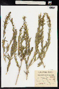 Heimia salicifolia image