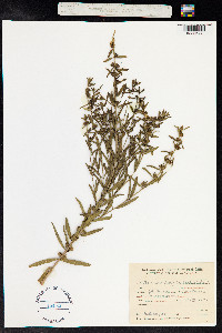 Heimia salicifolia image