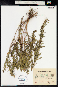 Heimia salicifolia image