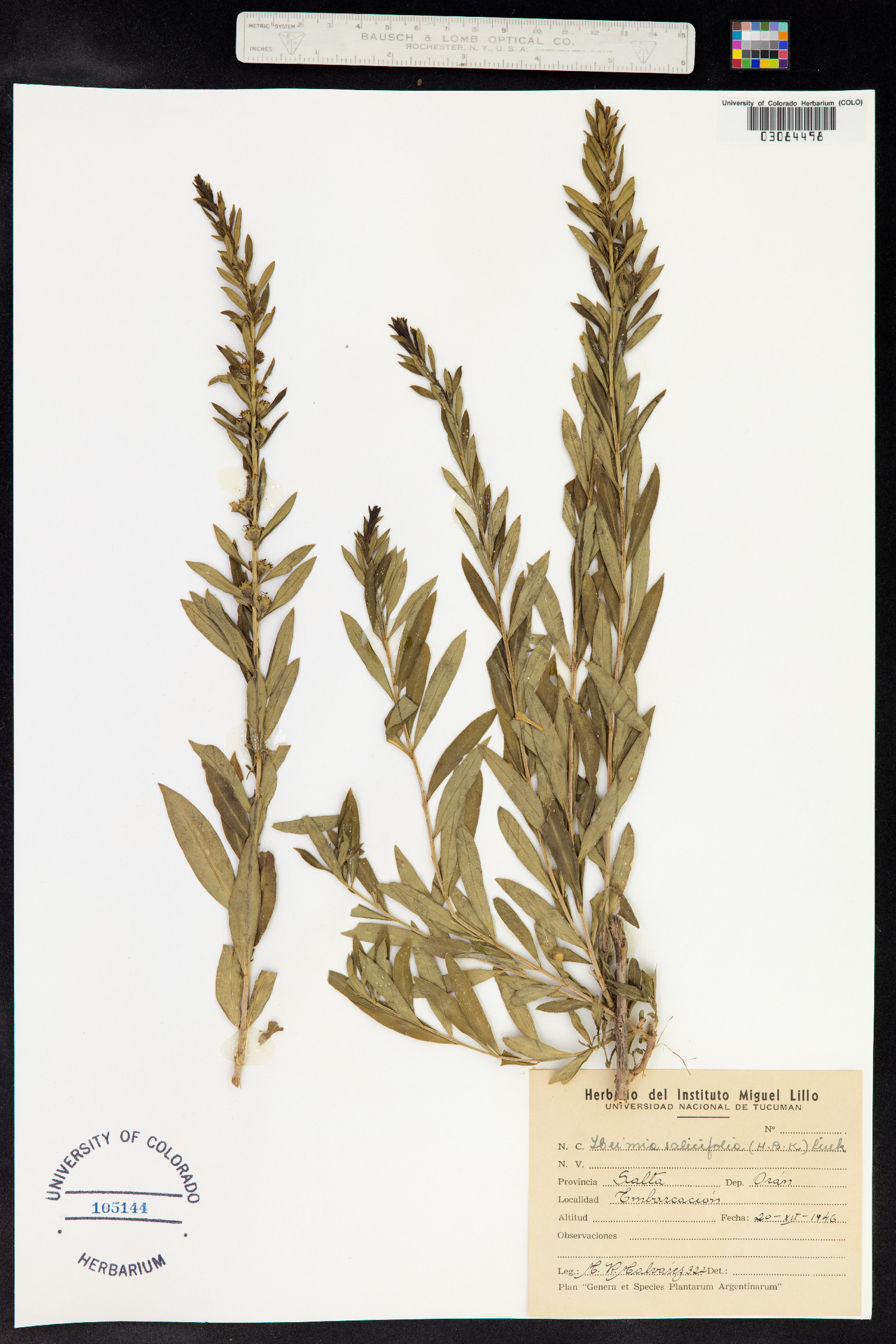 Heimia salicifolia image