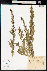 Heimia salicifolia image