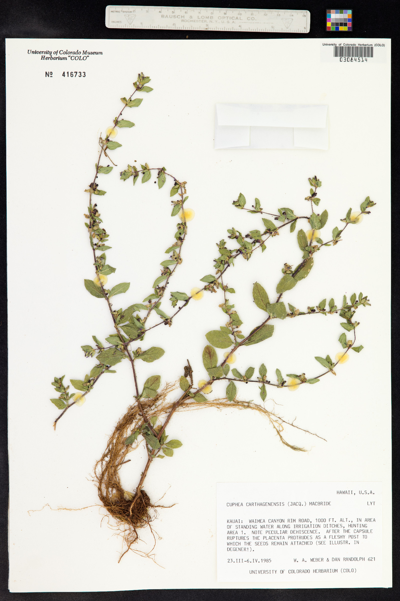 Cuphea carthagenensis image