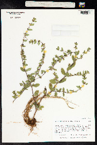 Cuphea carthagenensis image