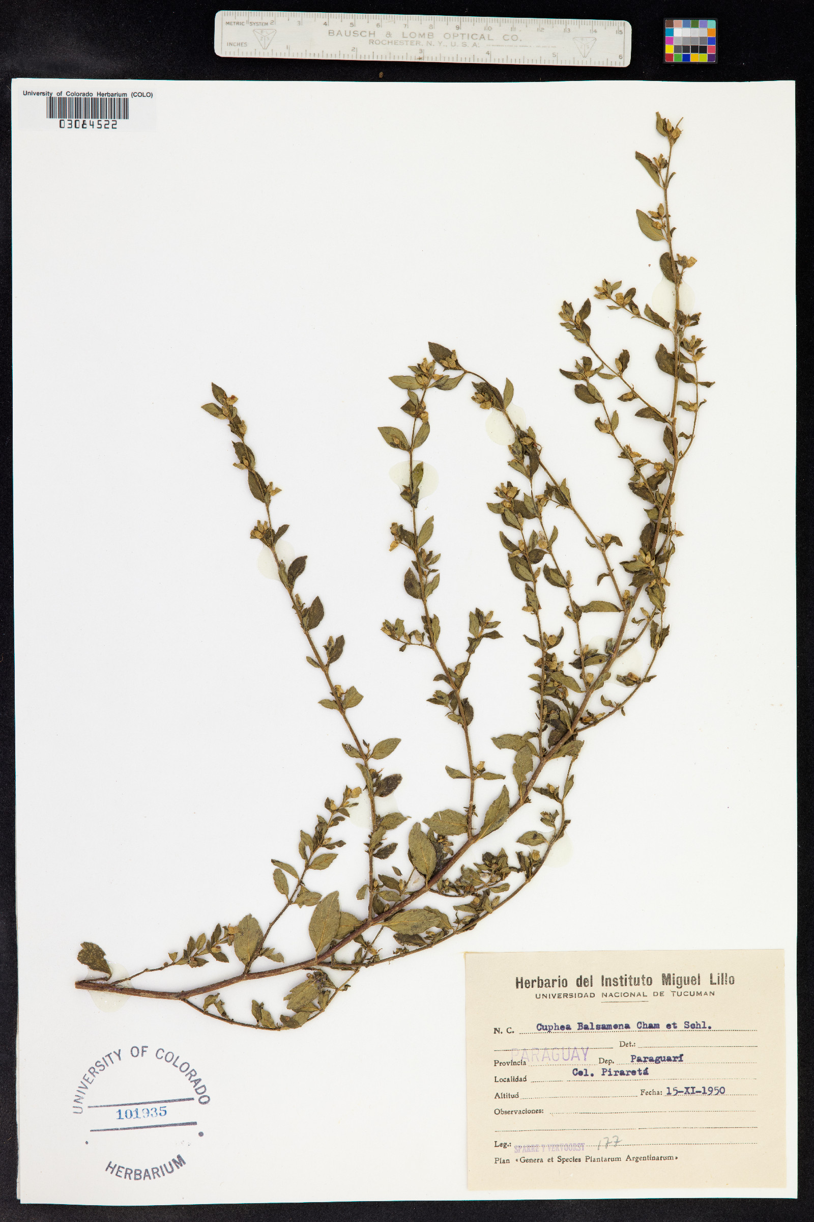 Cuphea carthagenensis image