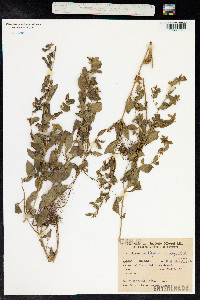 Cuphea carthagenensis image