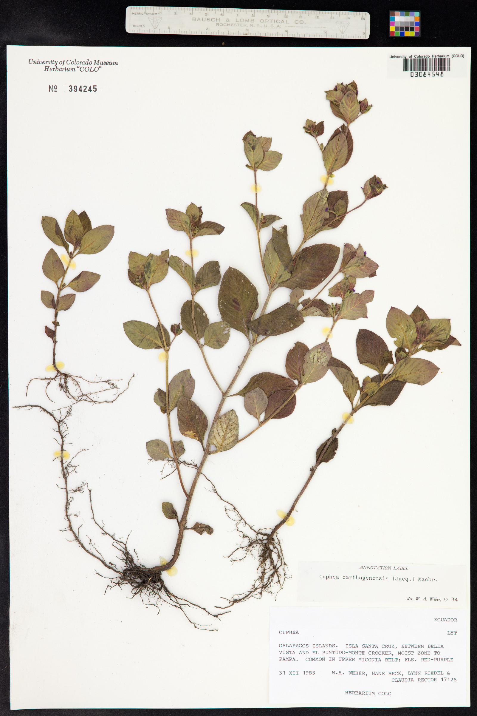 Cuphea carthagenensis image