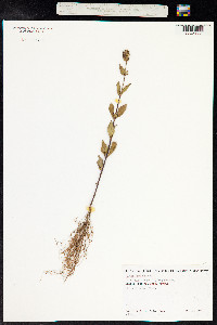 Cuphea carthagenensis image