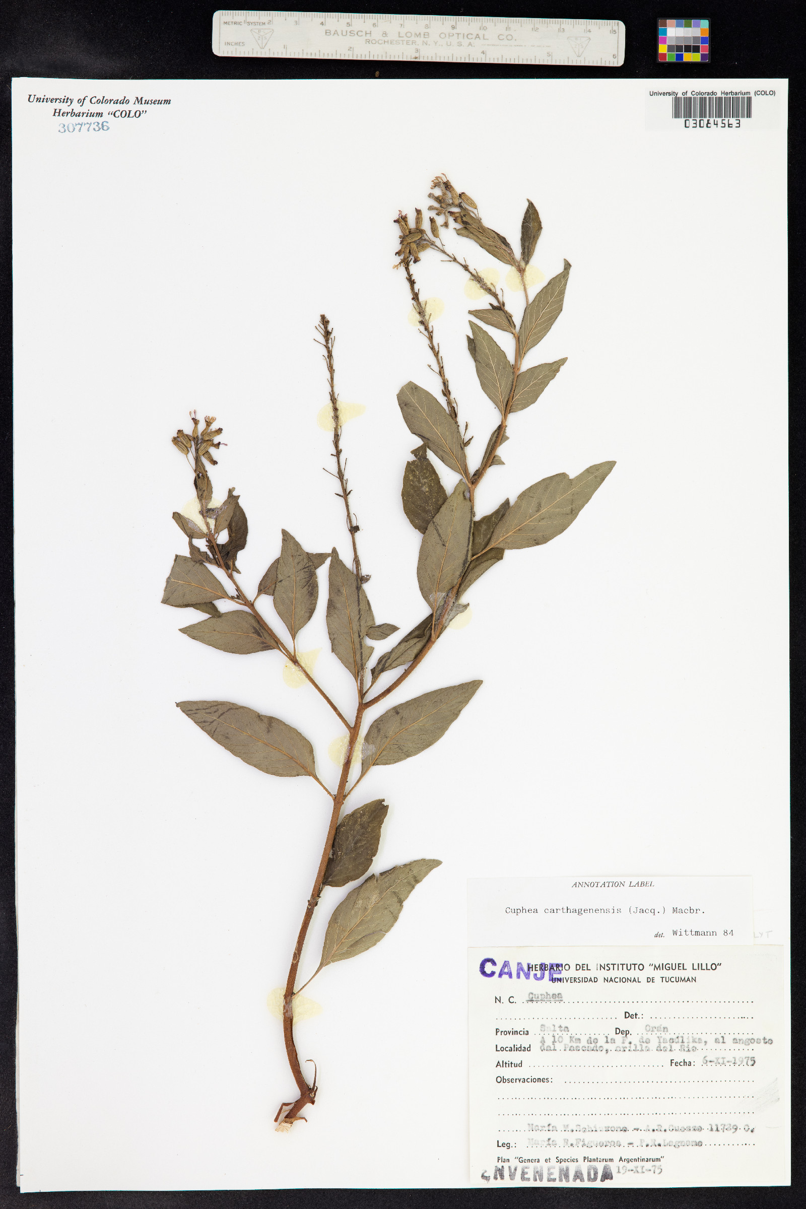 Cuphea image