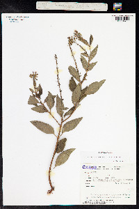 Cuphea carthagenensis image