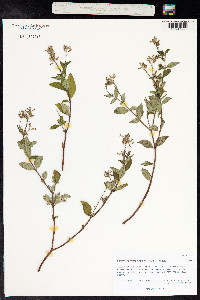 Cuphea carthagenensis image