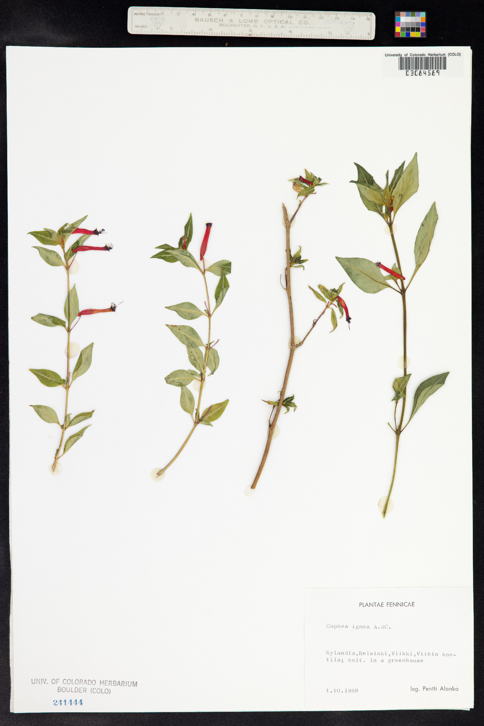 Cuphea ignea image