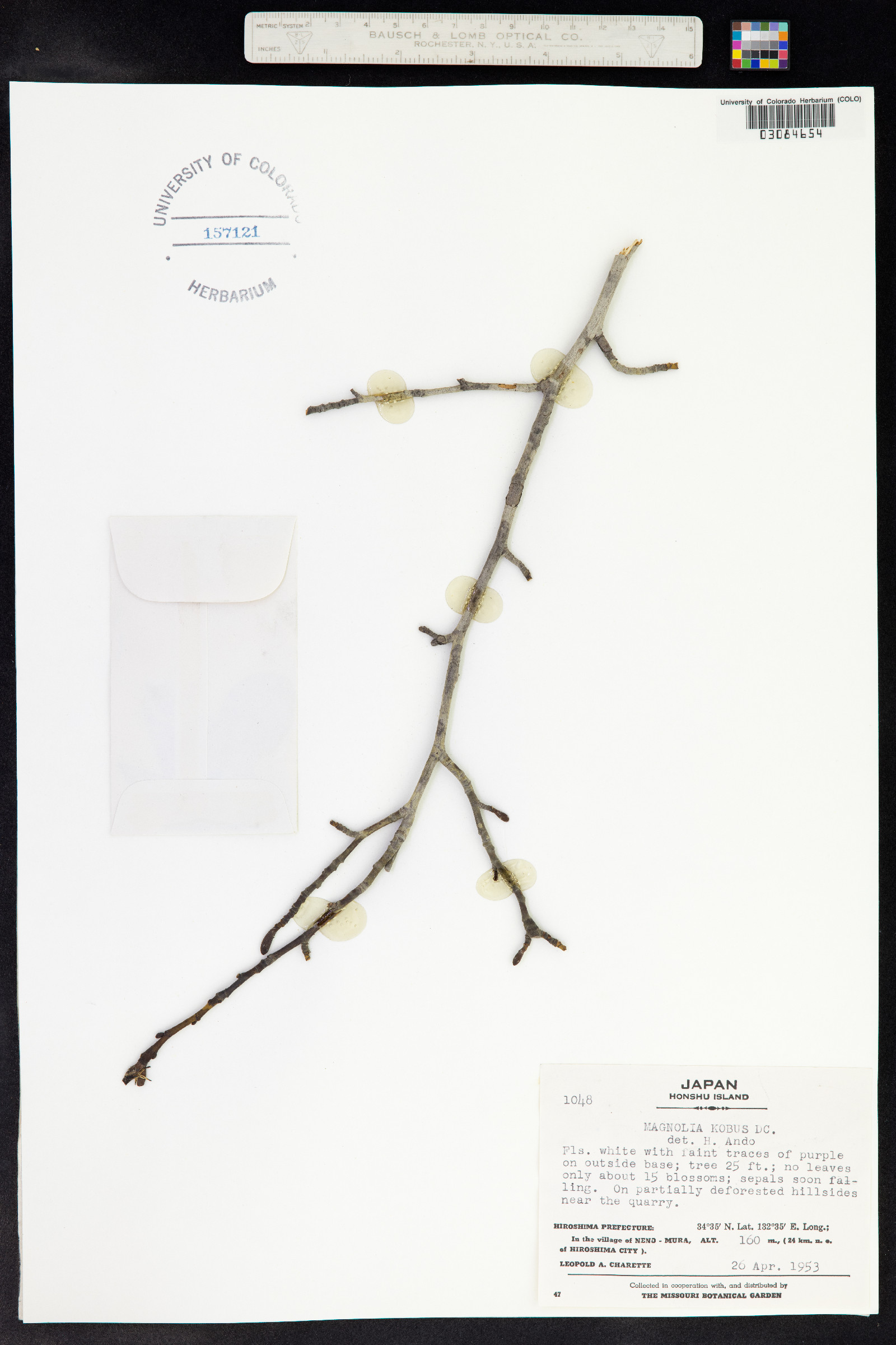 Magnolia kobus image