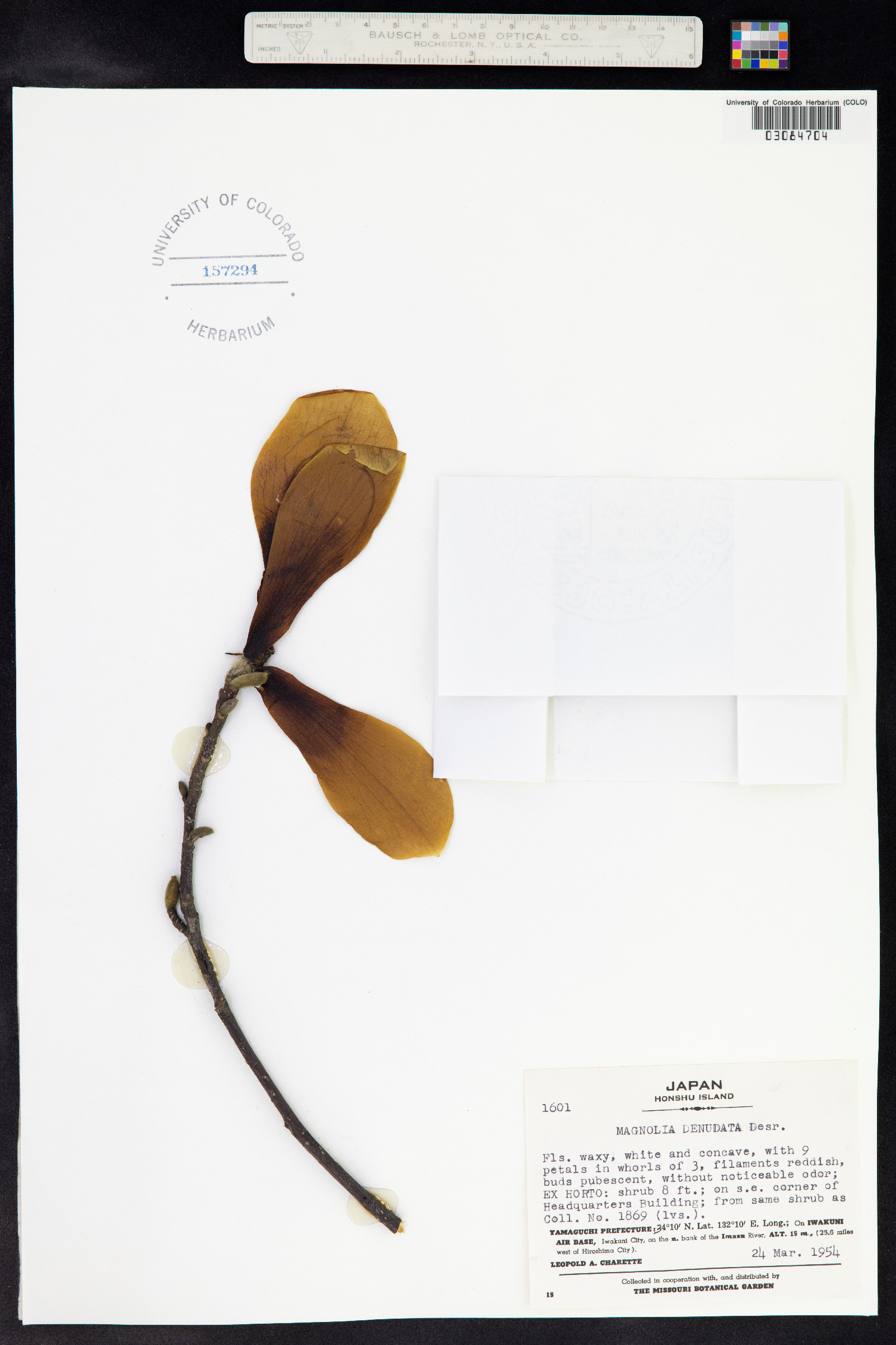 Magnolia denudata image