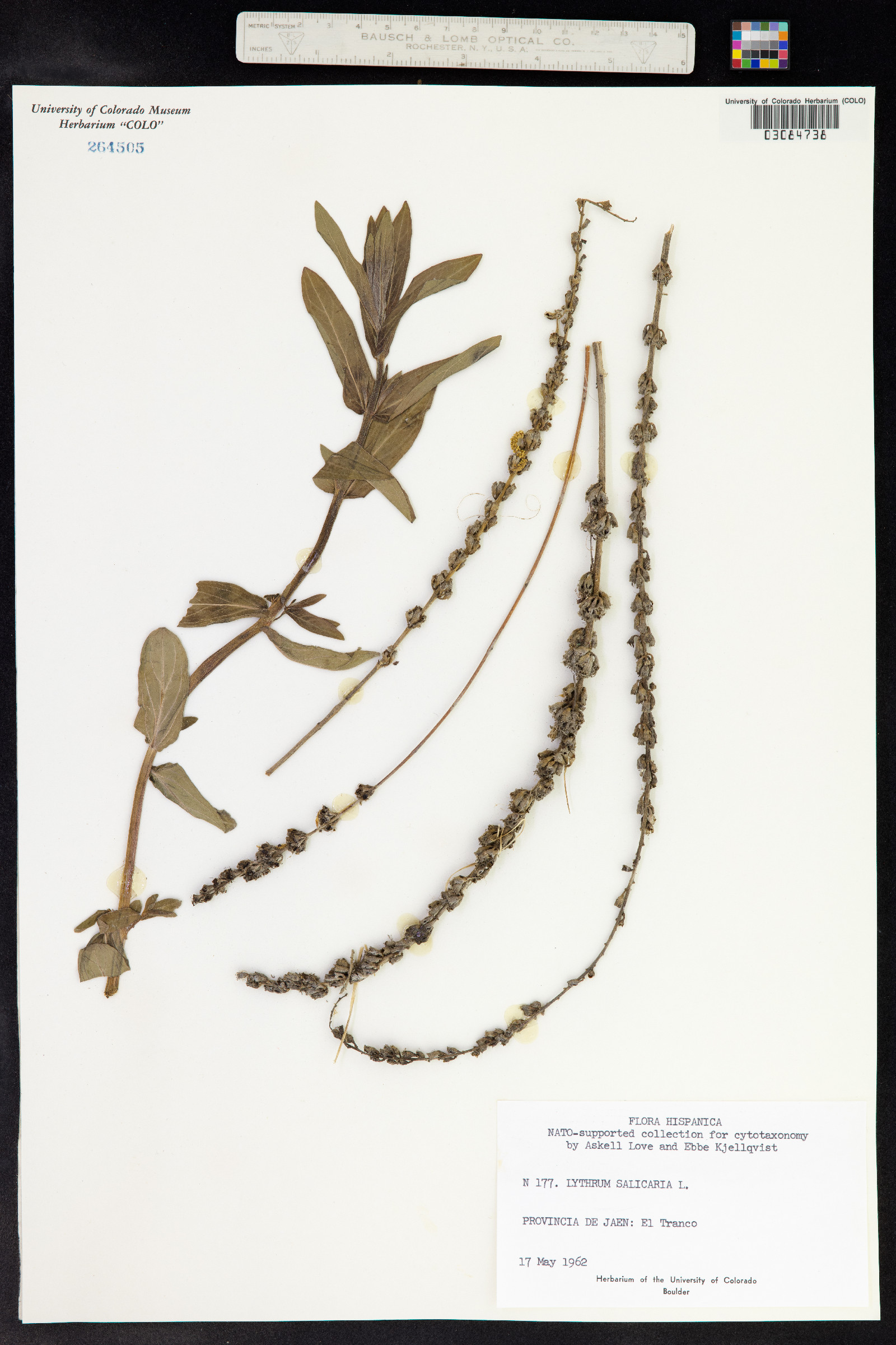 Lythrum salicaria image