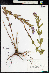Lythrum salicaria image
