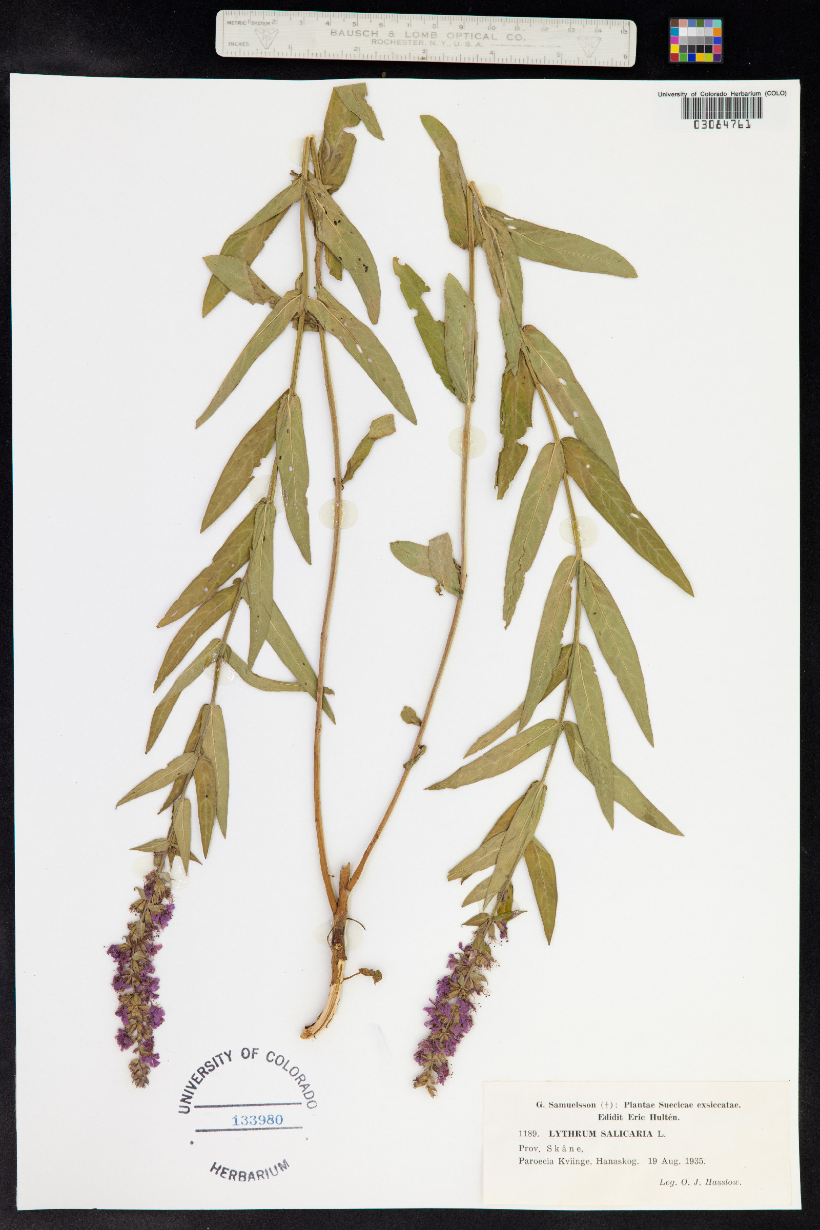 Lythrum salicaria image