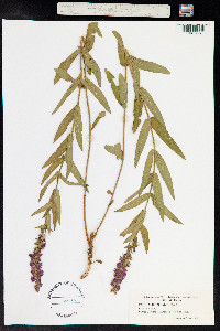 Lythrum salicaria image