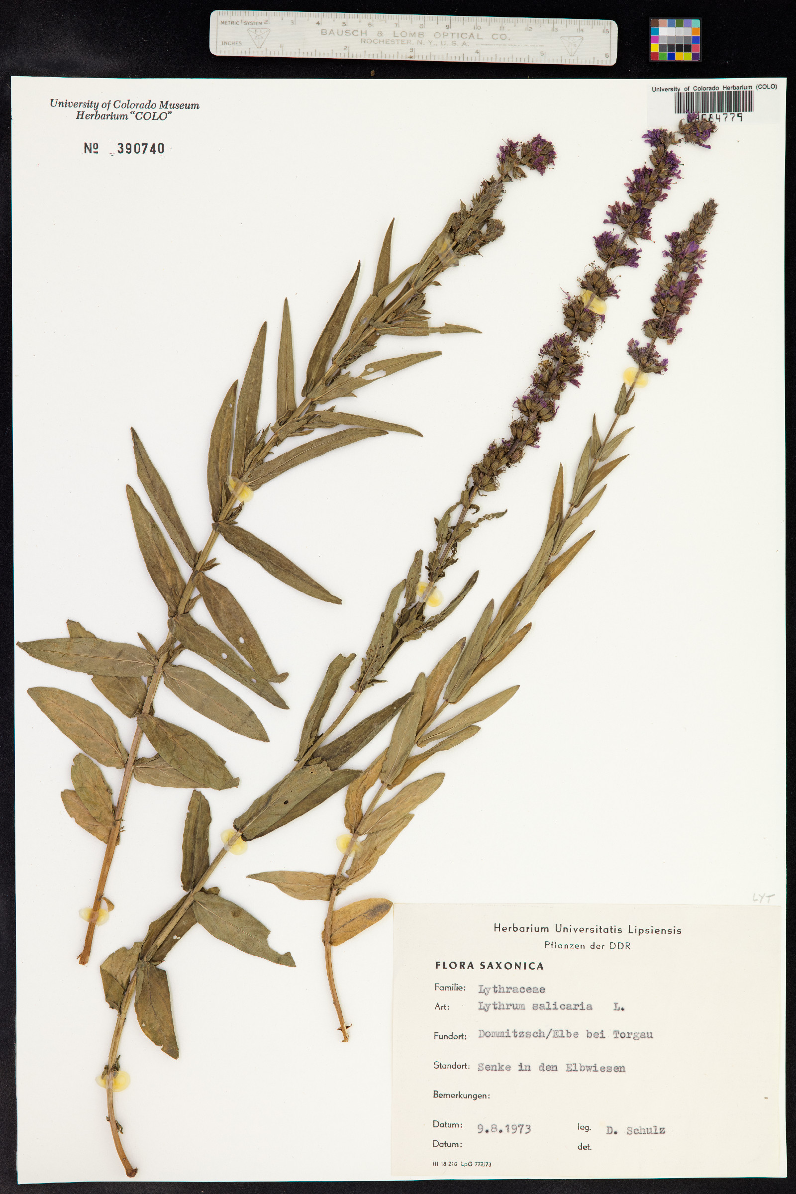 Lythrum salicaria image