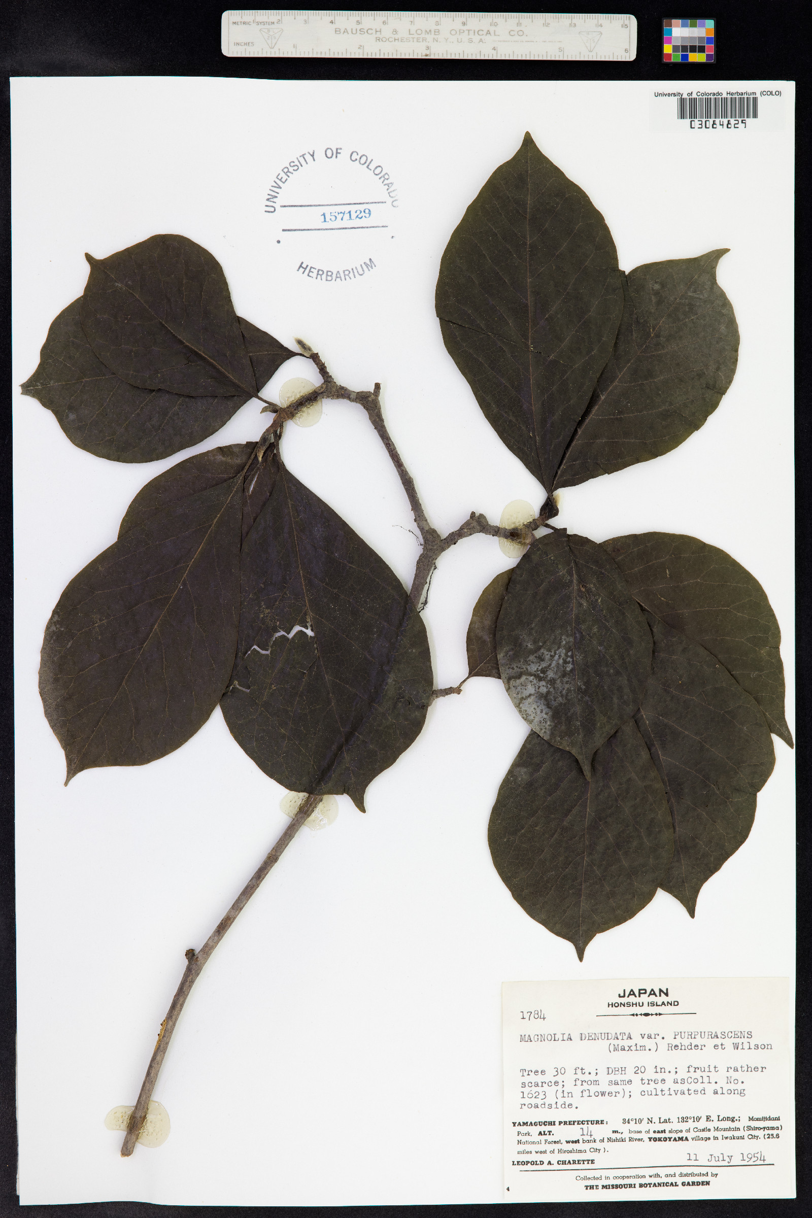 Magnolia denudata image