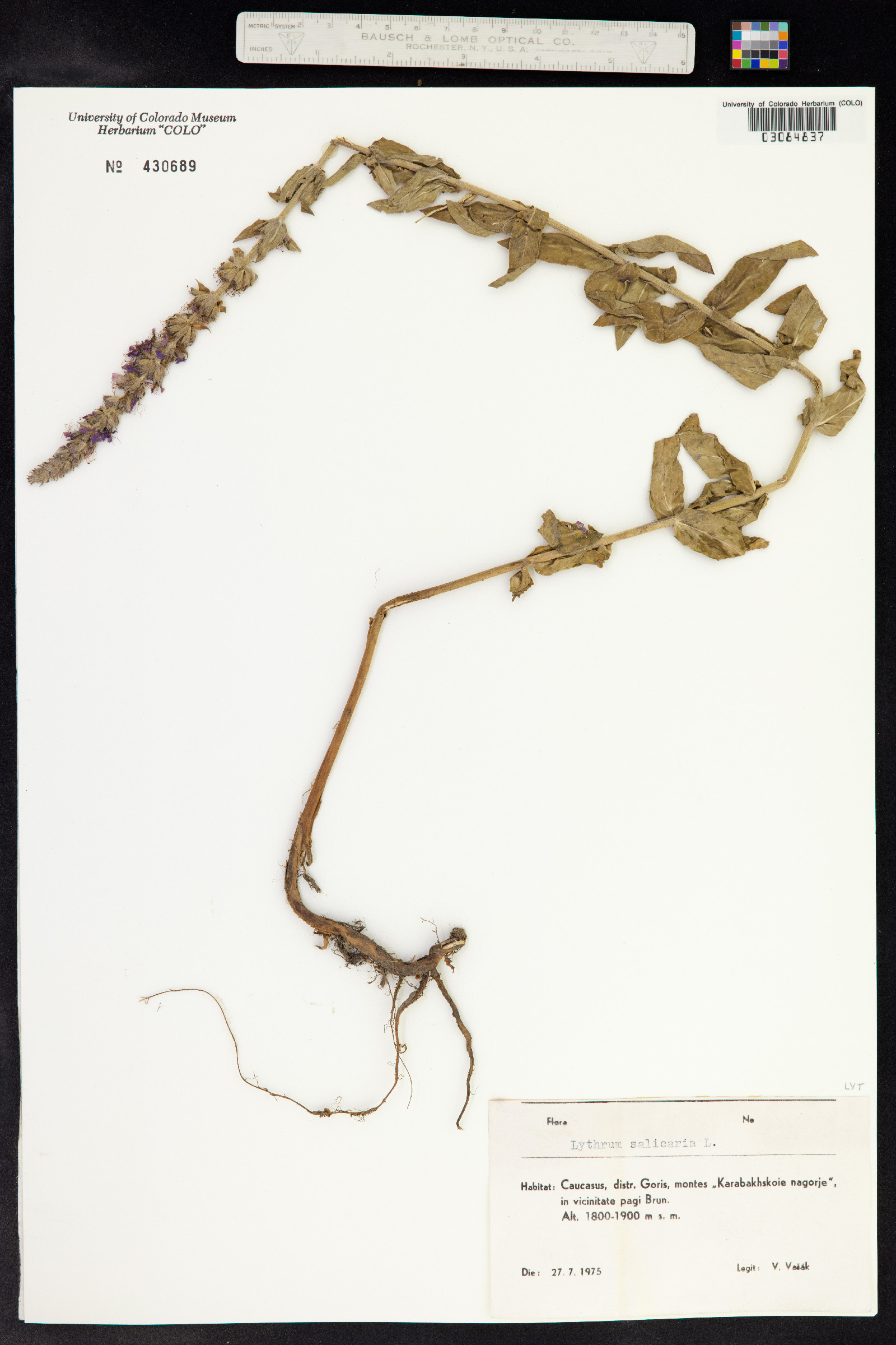 Lythrum salicaria image