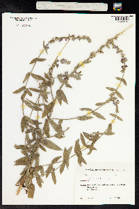 Lythrum salicaria image