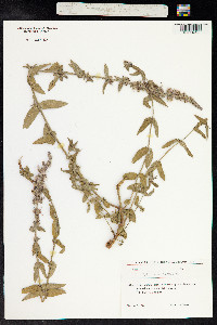 Lythrum salicaria image