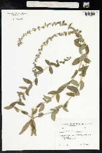 Lythrum salicaria image