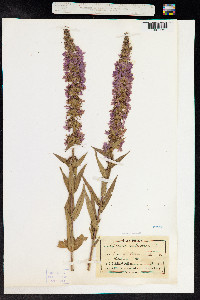 Lythrum salicaria image