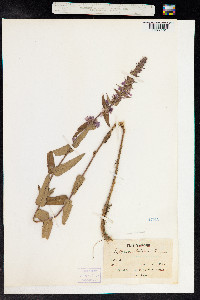 Lythrum salicaria image