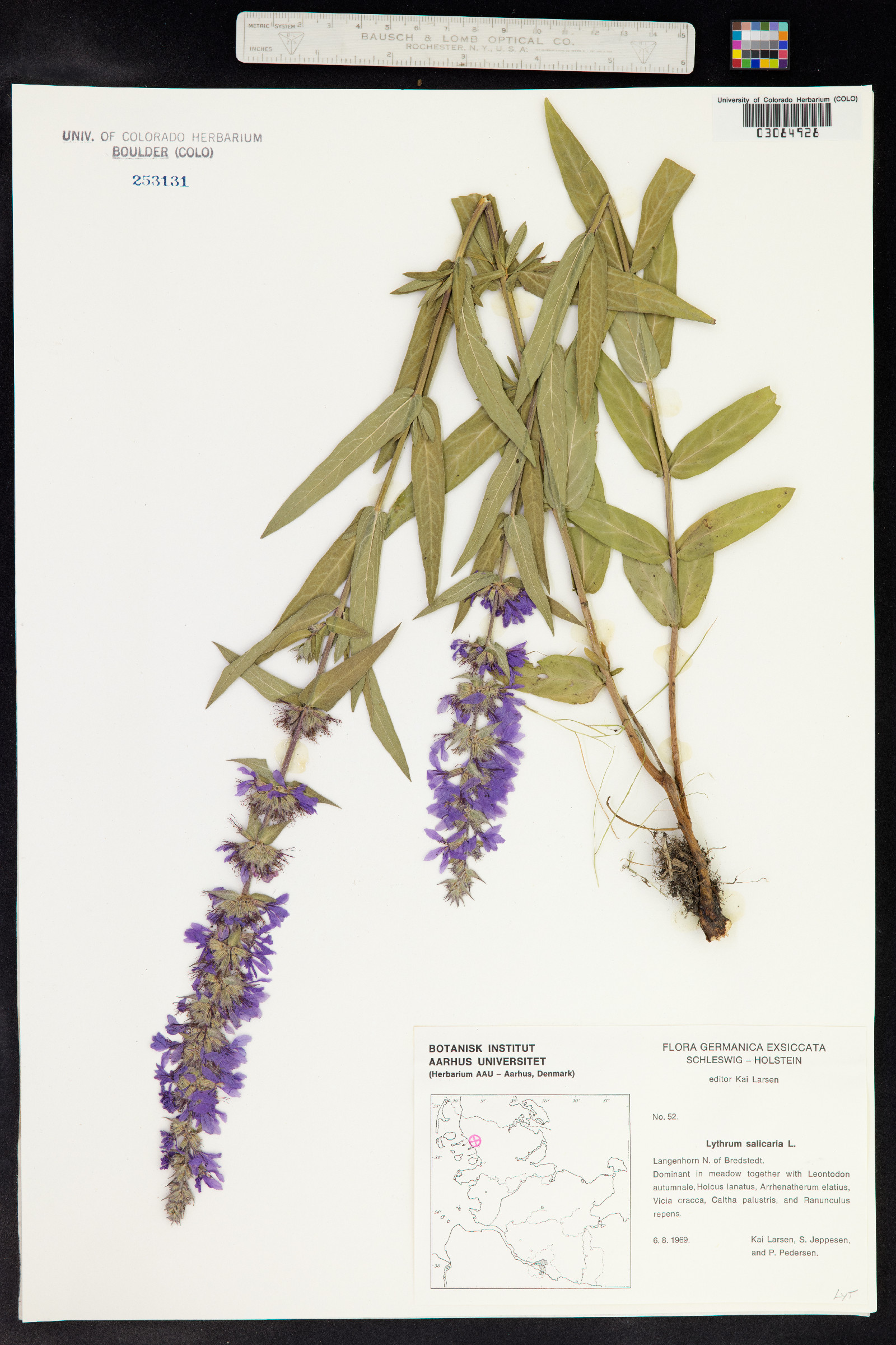 Lythrum salicaria image