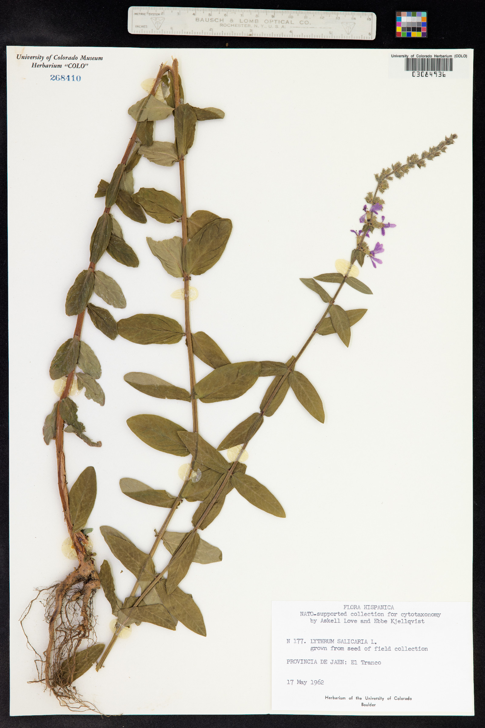 Lythrum salicaria image