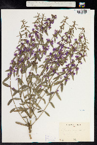 Lythrum virgatum image