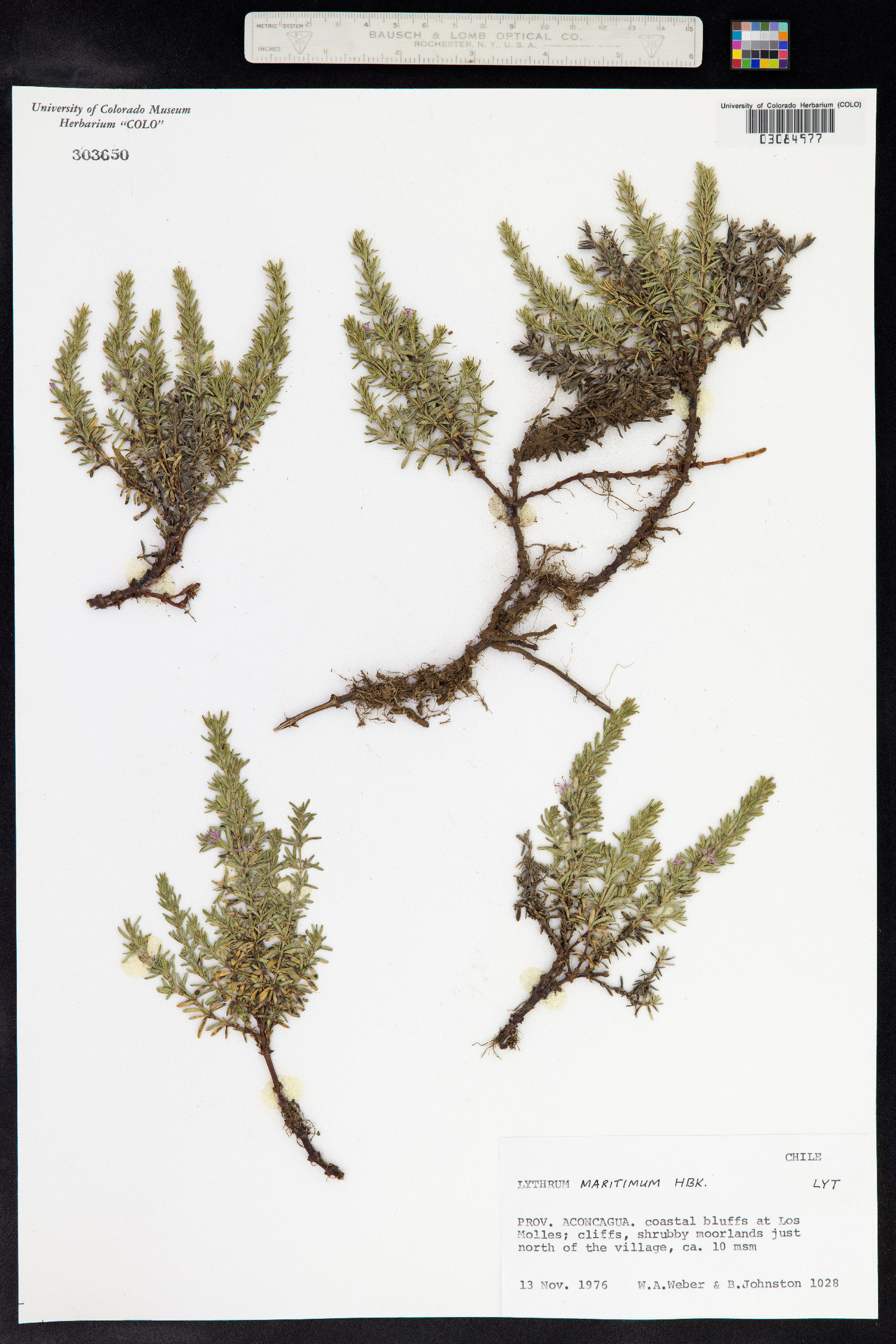 Lythrum maritimum image
