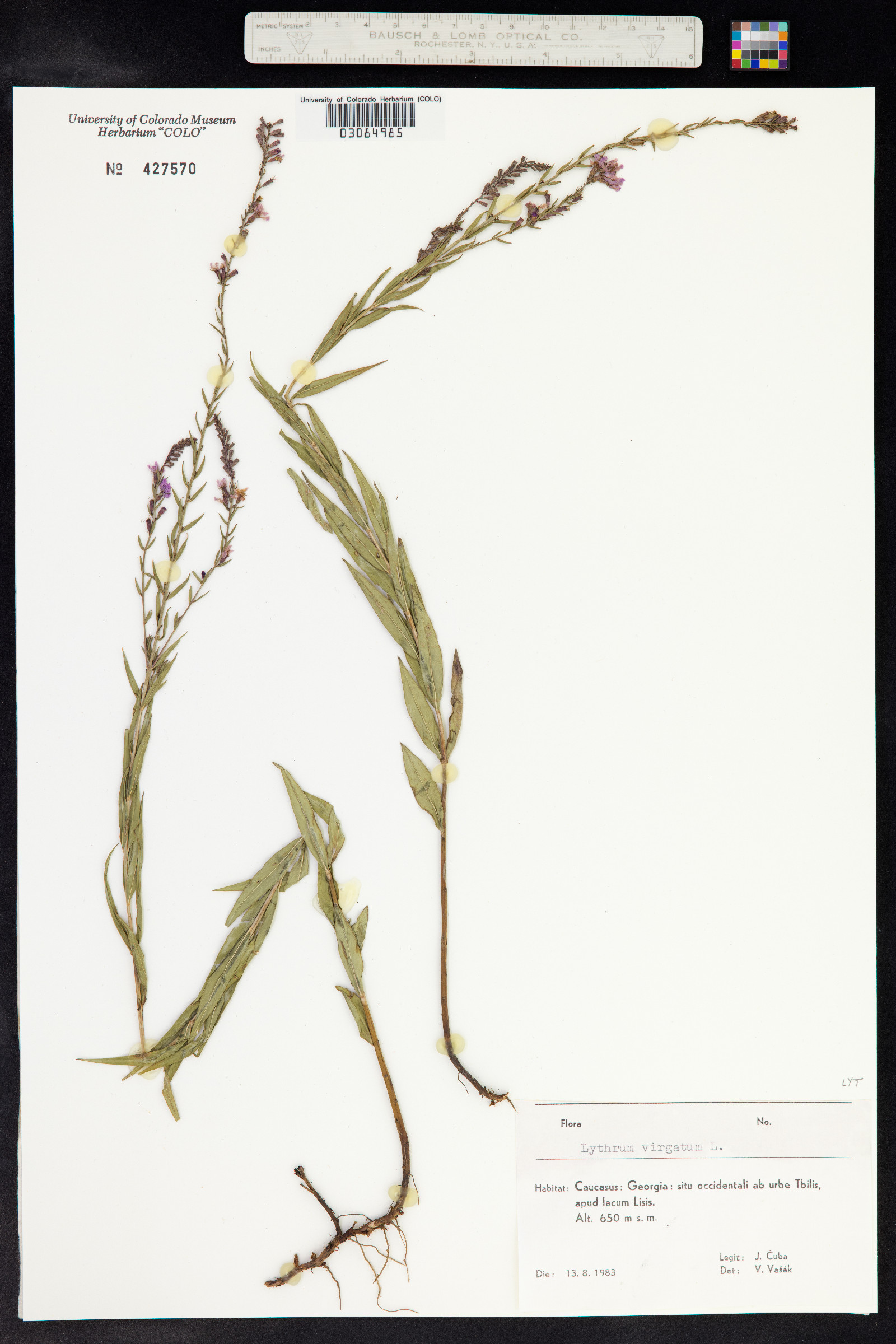 Lythrum virgatum image