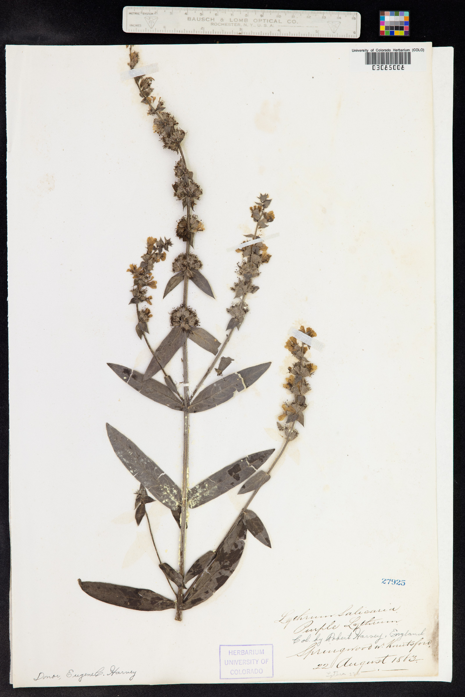 Lythrum salicaria image