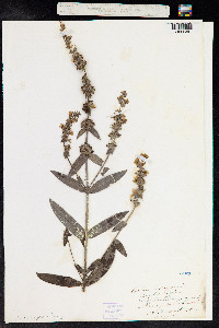 Lythrum salicaria image