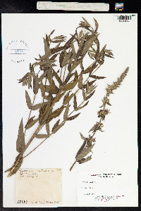 Lythrum salicaria image