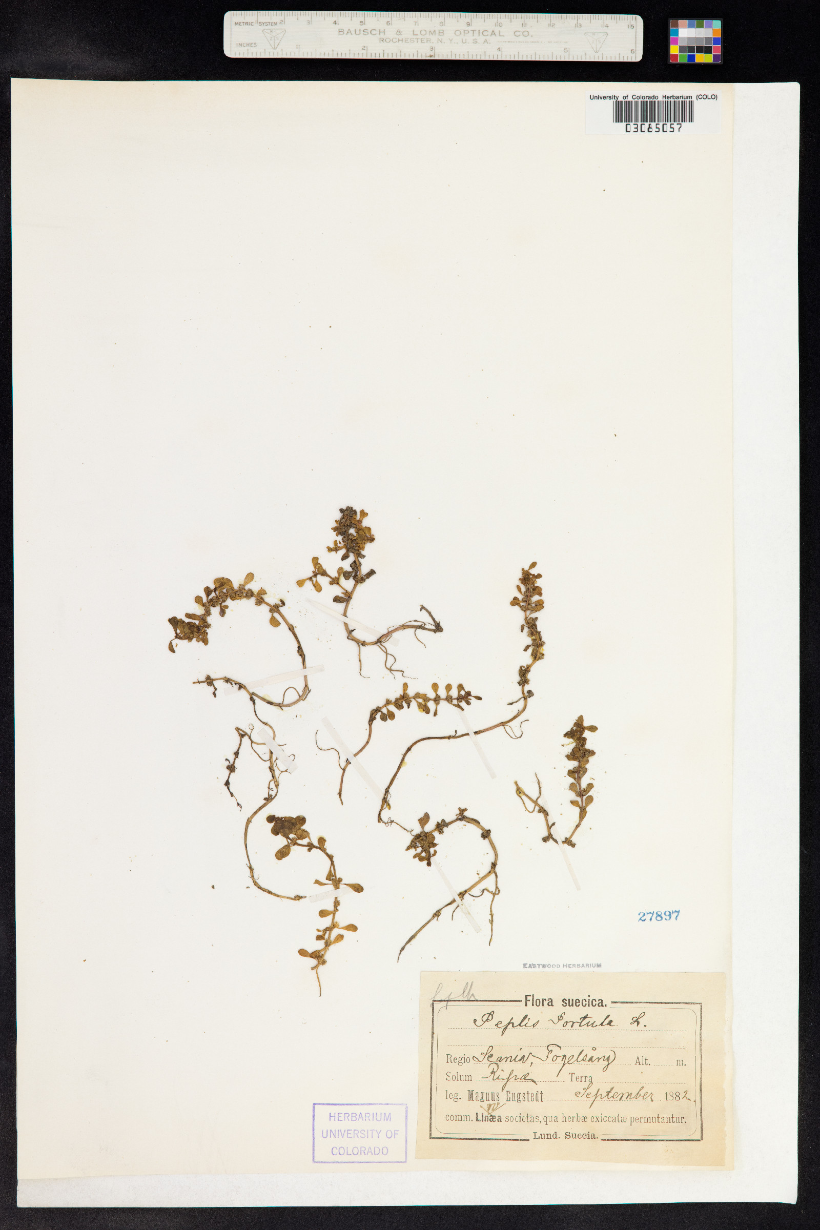 Lythrum portula image