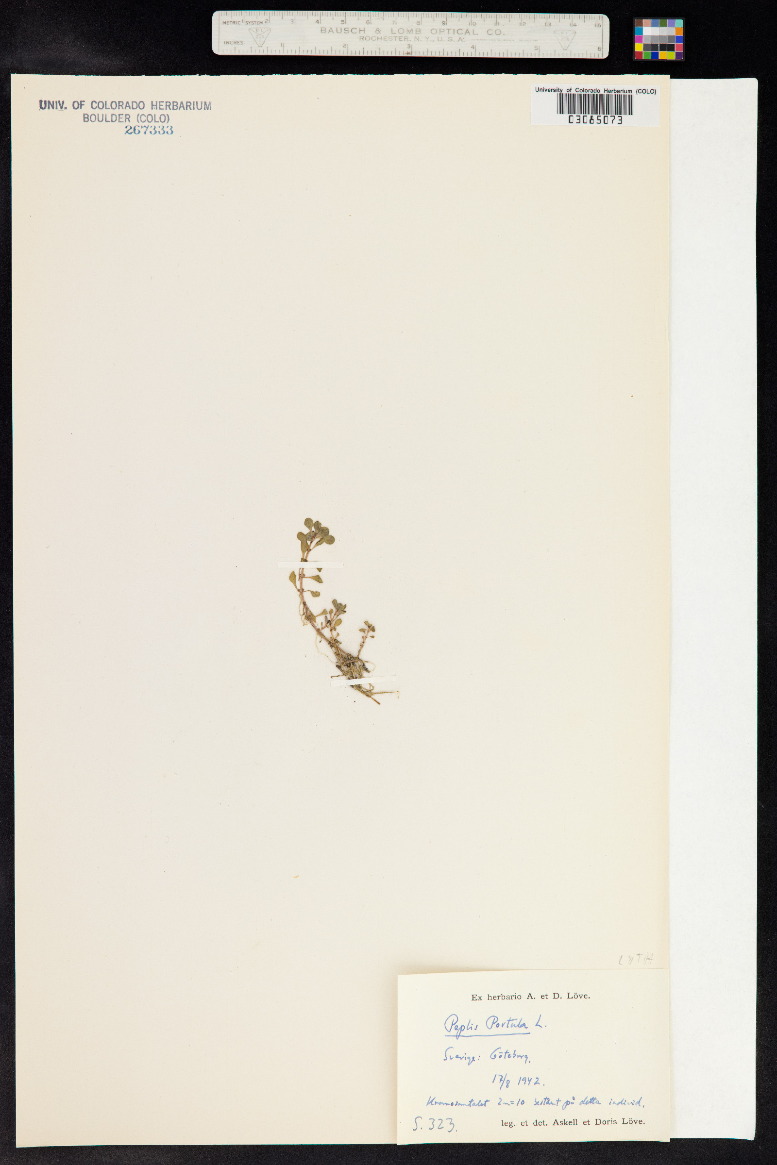 Lythrum portula image