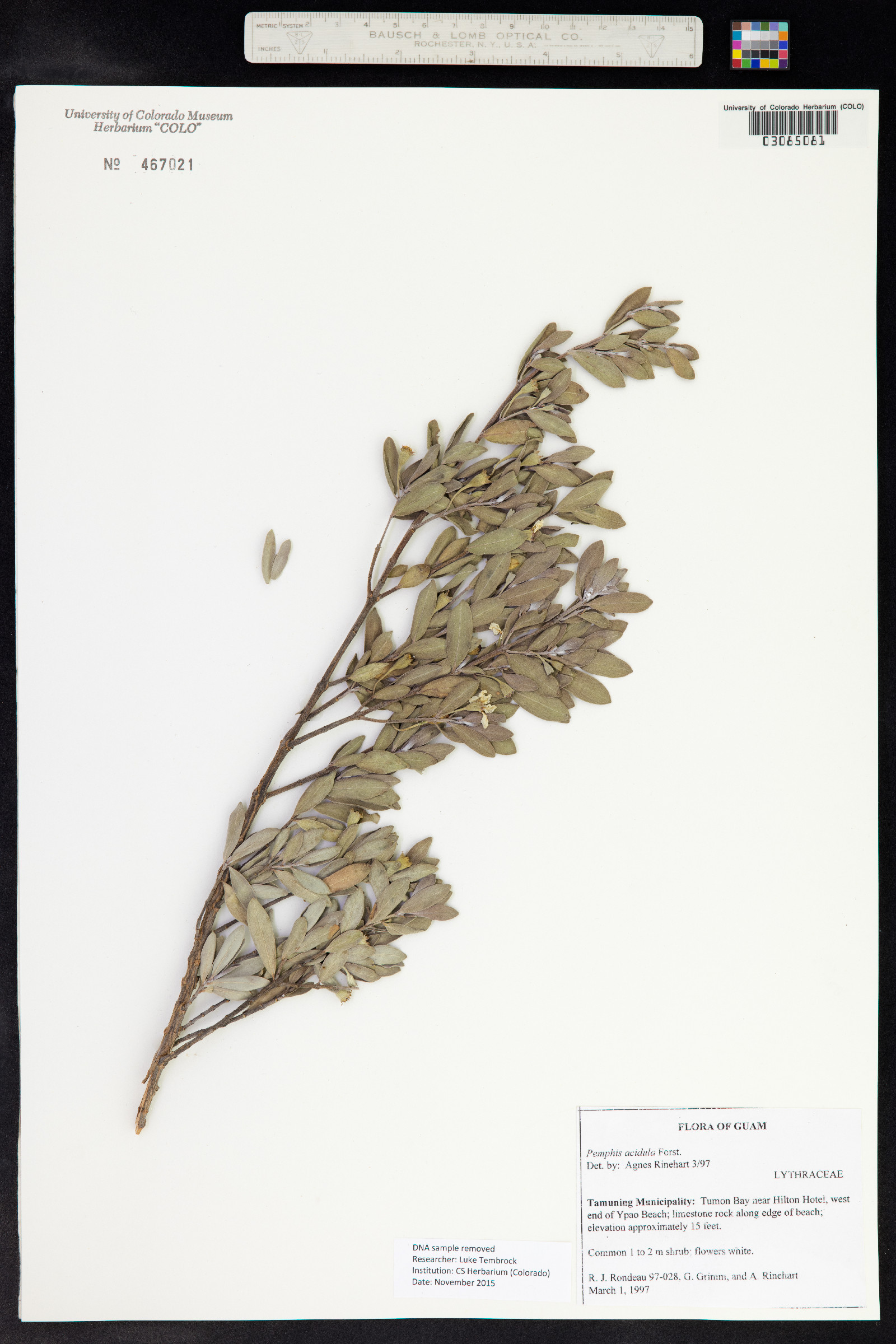 Pemphis acidula image