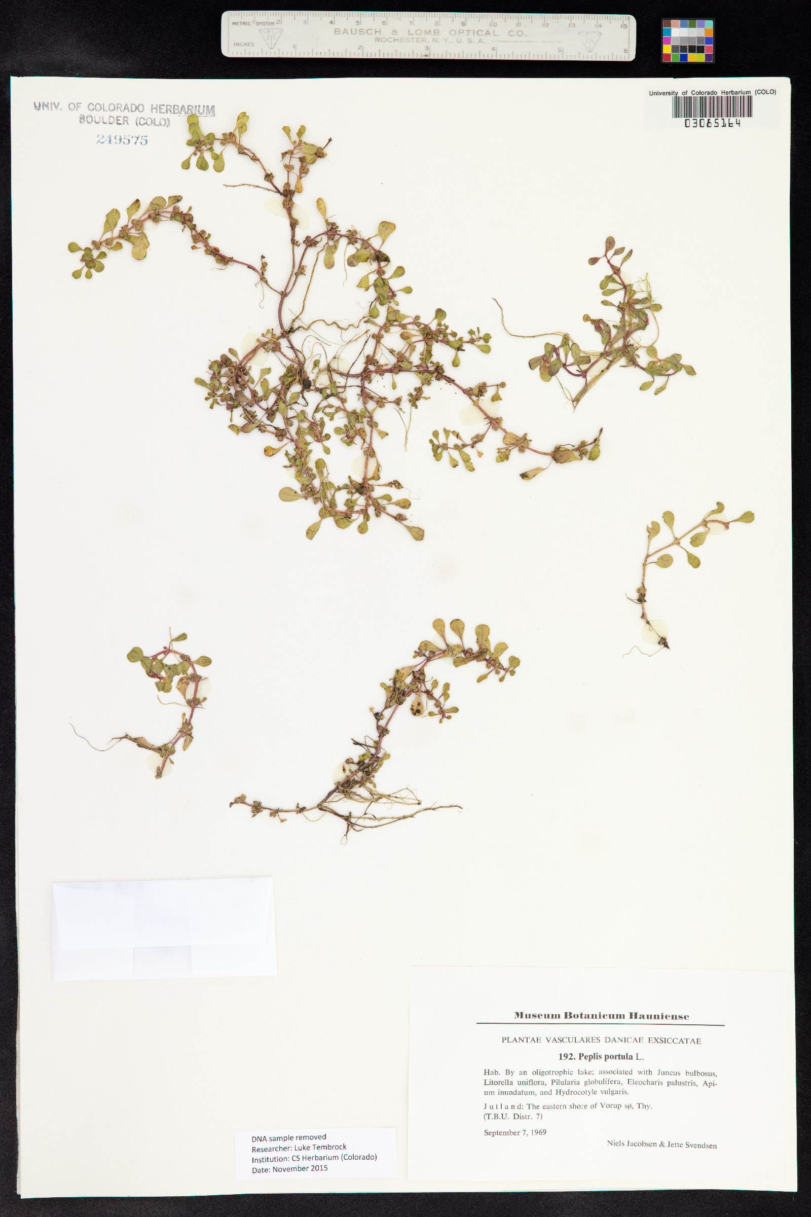 Lythrum portula image