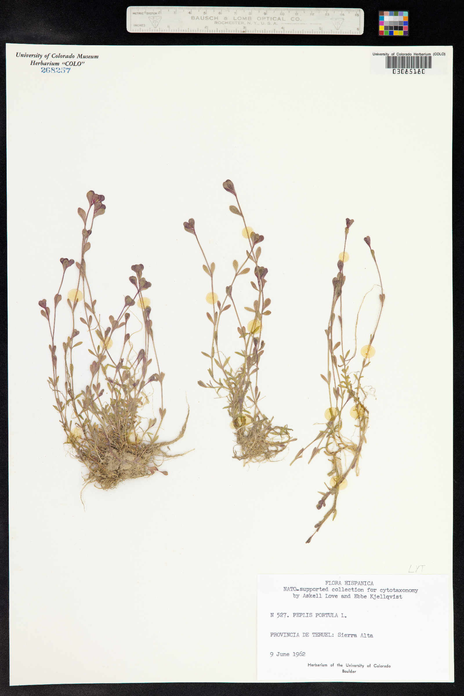 Lythrum portula image