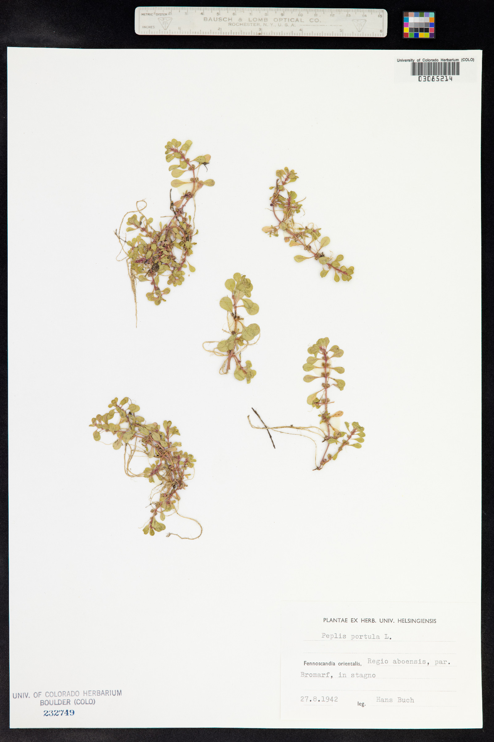 Lythrum portula image