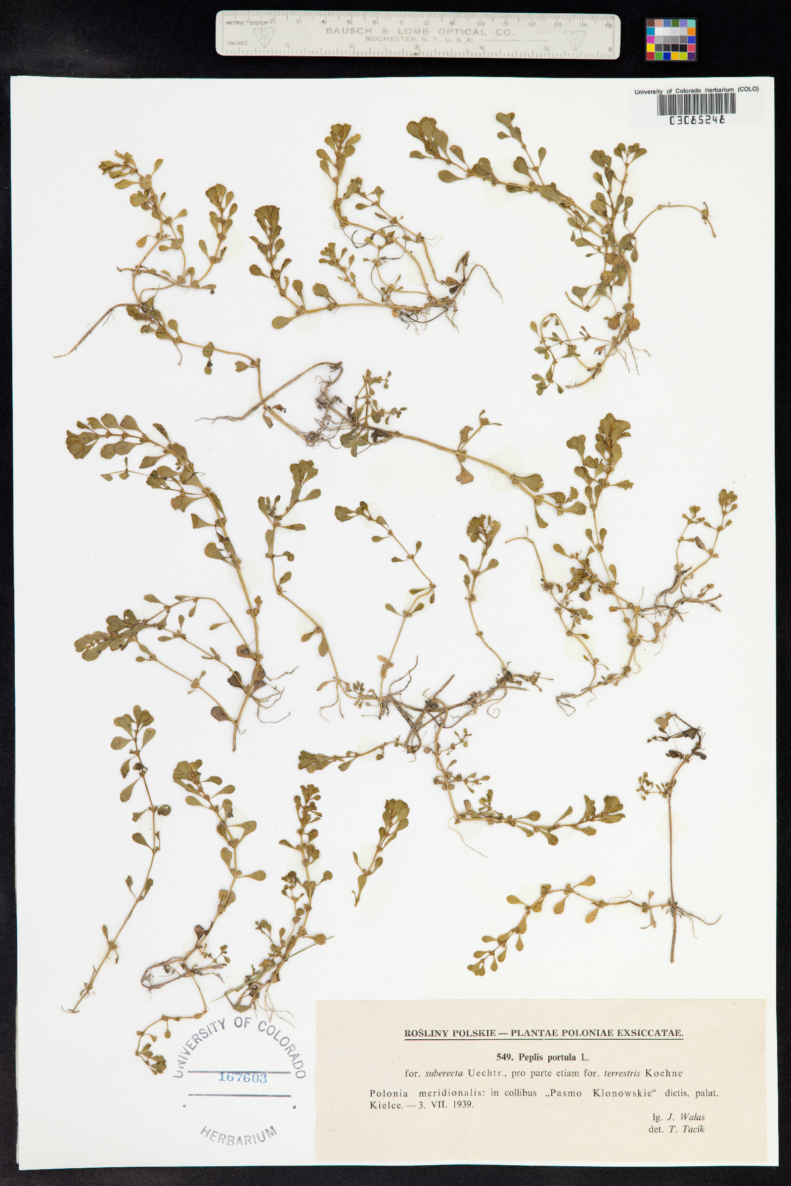 Lythrum portula image